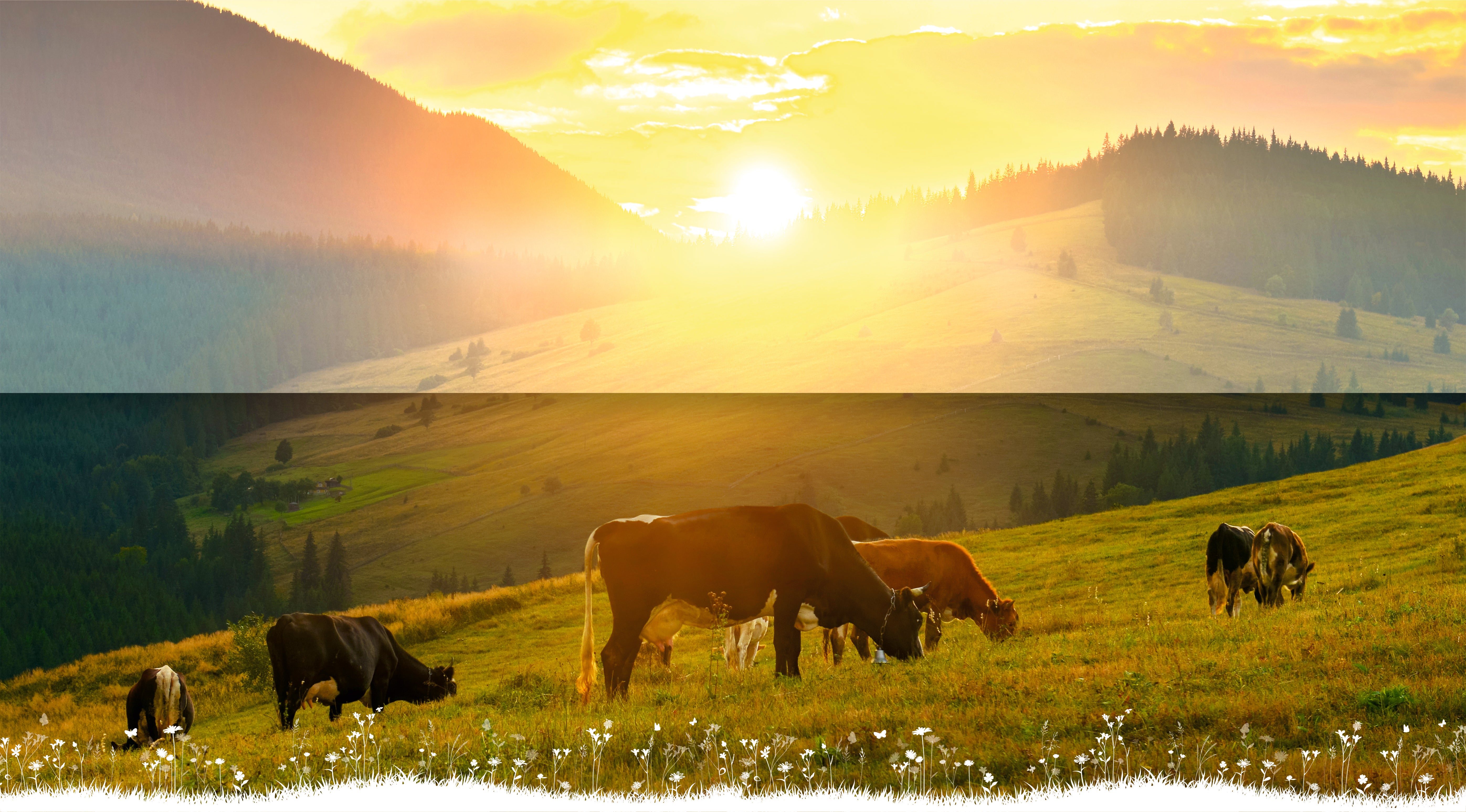 High quality Colostrum products High quality Colostrum products